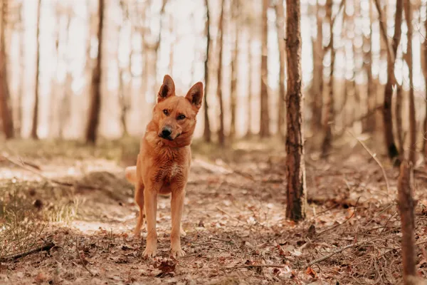 Pies do adopcji, Czartki, 1 kwietnia 2025 (4/5)