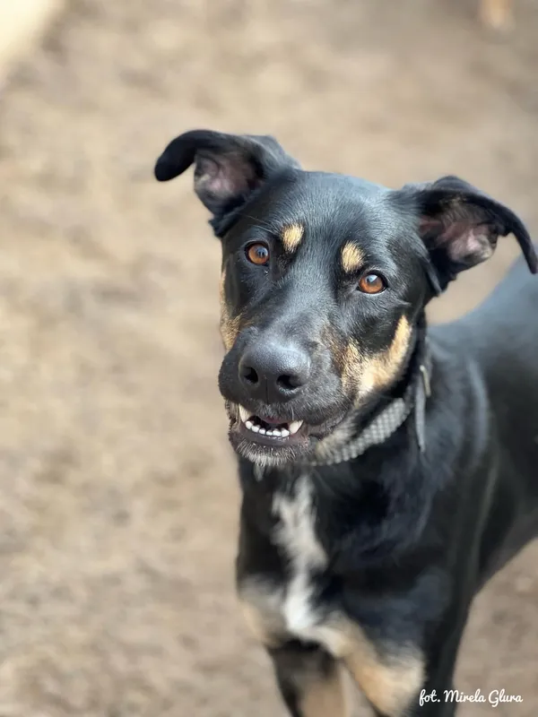 Pies do adopcji, Bydgoszcz, 13 maja 2025 (2/5)
