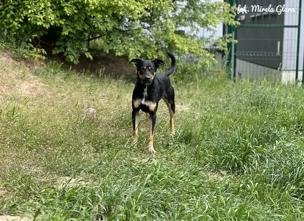 Pies do adopcji, Bydgoszcz, 13 maja 2025 (3/5)