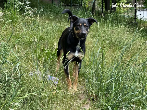 Pies do adopcji, Bydgoszcz, 13 maja 2025 (4/5)