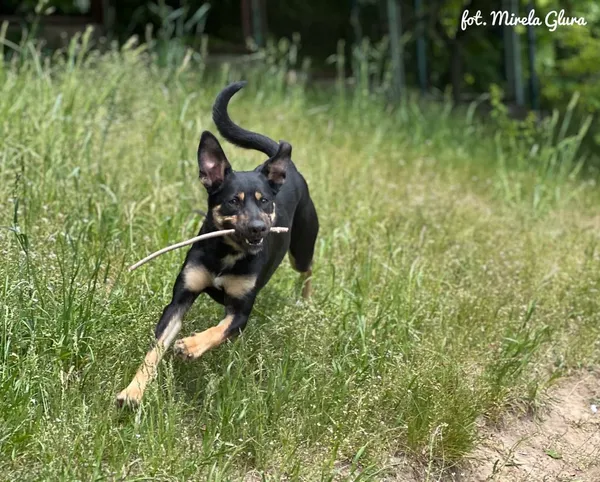 Pies do adopcji, Bydgoszcz, 13 maja 2025 (5/5)