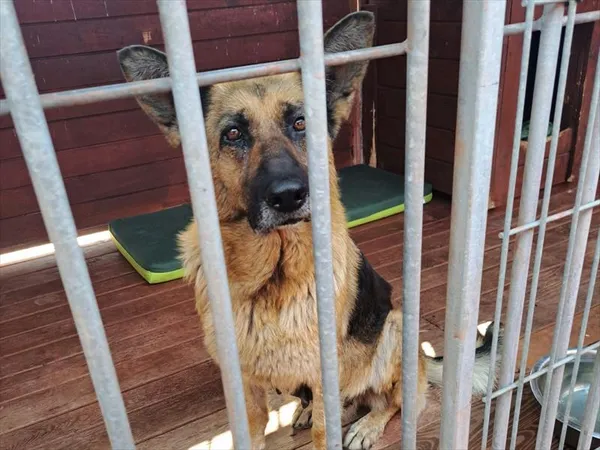 Pies do adopcji, Gorzów Wielkopolski, 1 kwietnia 2025