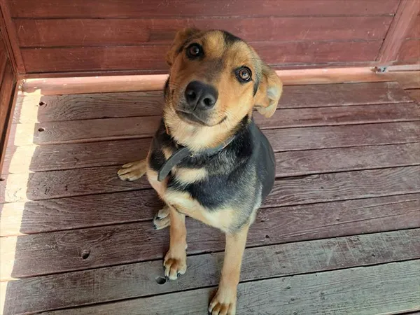 Pies do adopcji, Gorzów Wielkopolski, 29 marca 2025