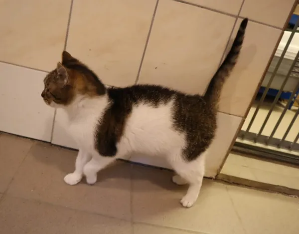 Kot do adopcji, Częstochowa, 19 września 2024 (2/2)