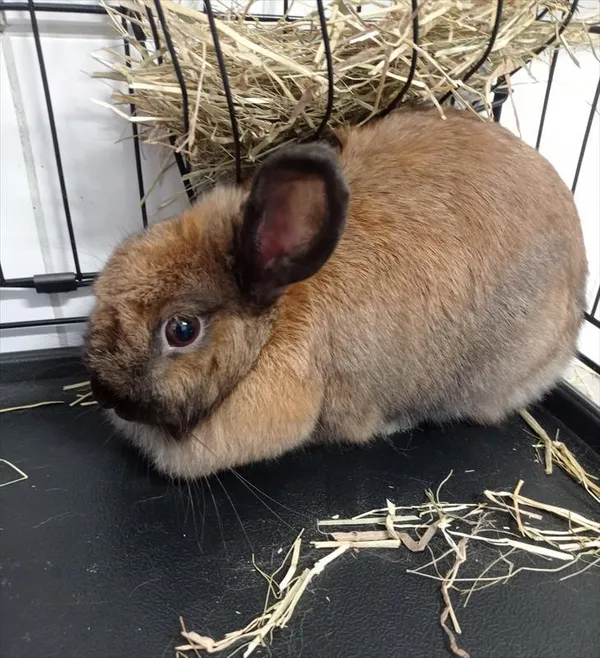 Oddam zwierzę, Racibórz, 31 marca 2025