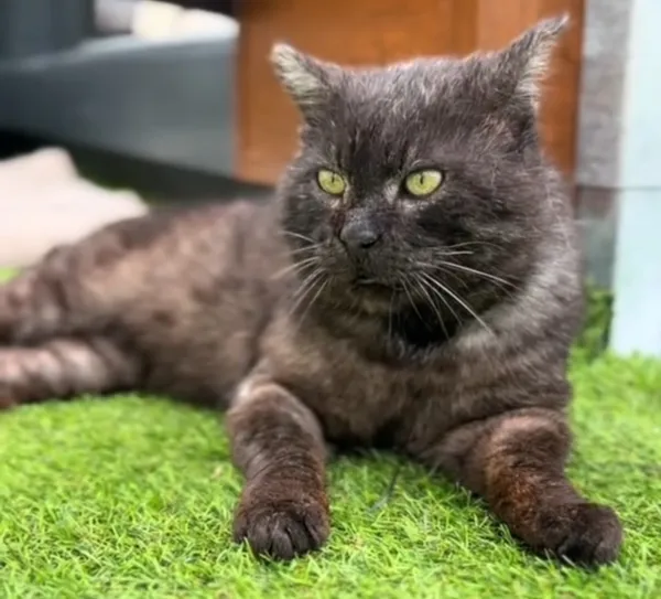 Kot do adopcji, Radom, 2 lipca 2025