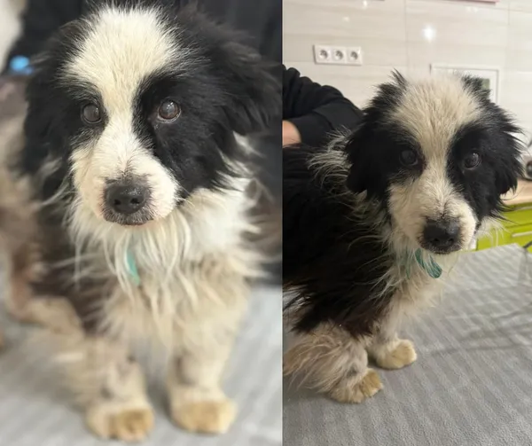 Pies do adopcji, Czartki, 2 kwietnia 2025 (1/5)