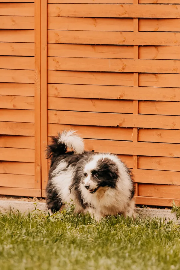 Pies do adopcji, Czartki, 2 kwietnia 2025 (4/5)