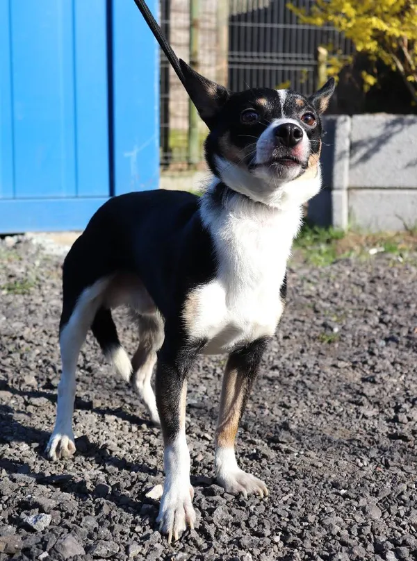 Znaleziono psa, Łódź, 2 kwietnia 2025 (1/5)