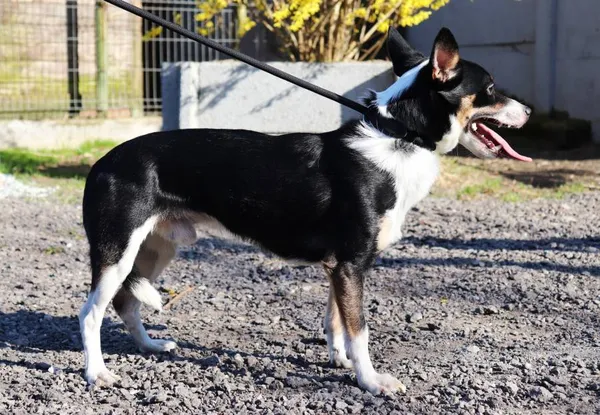 Znaleziono psa, Łódź, 2 kwietnia 2025 (2/5)