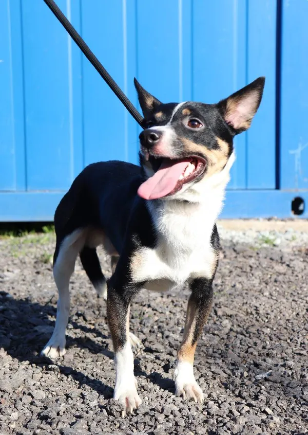 Znaleziono psa, Łódź, 2 kwietnia 2025 (3/5)