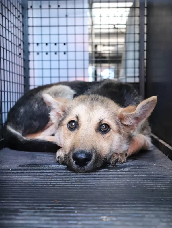 Znaleziono psa, Łódź, 2 kwietnia 2025 (2/5)