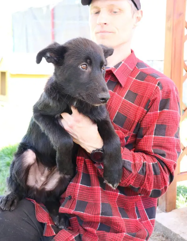 Znaleziono psa, Łódź, 1 kwietnia 2025 (3/5)