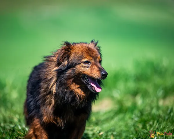 Pies do adopcji, Racławice, 28 marca 2025 (4/5)