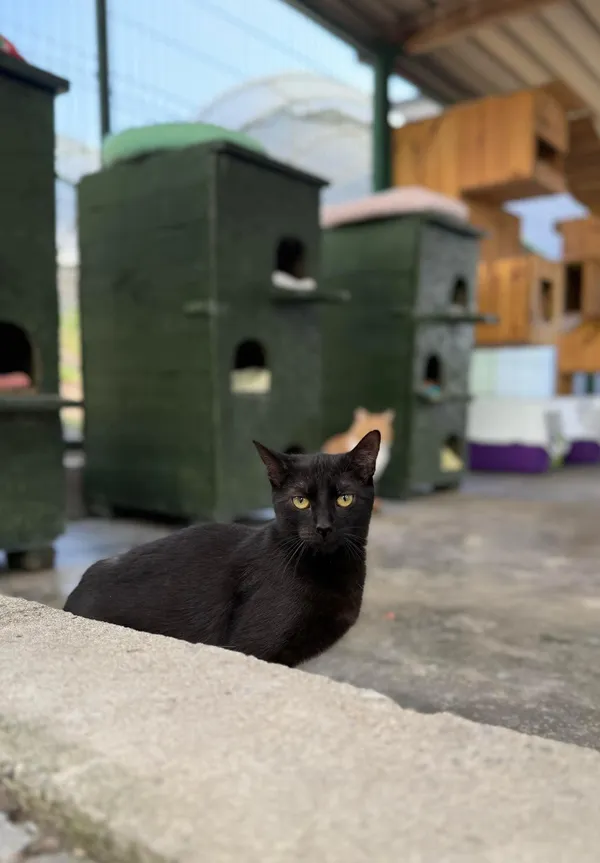 Kot do adopcji, Bydgoszcz, 2 kwietnia 2025 (2/2)