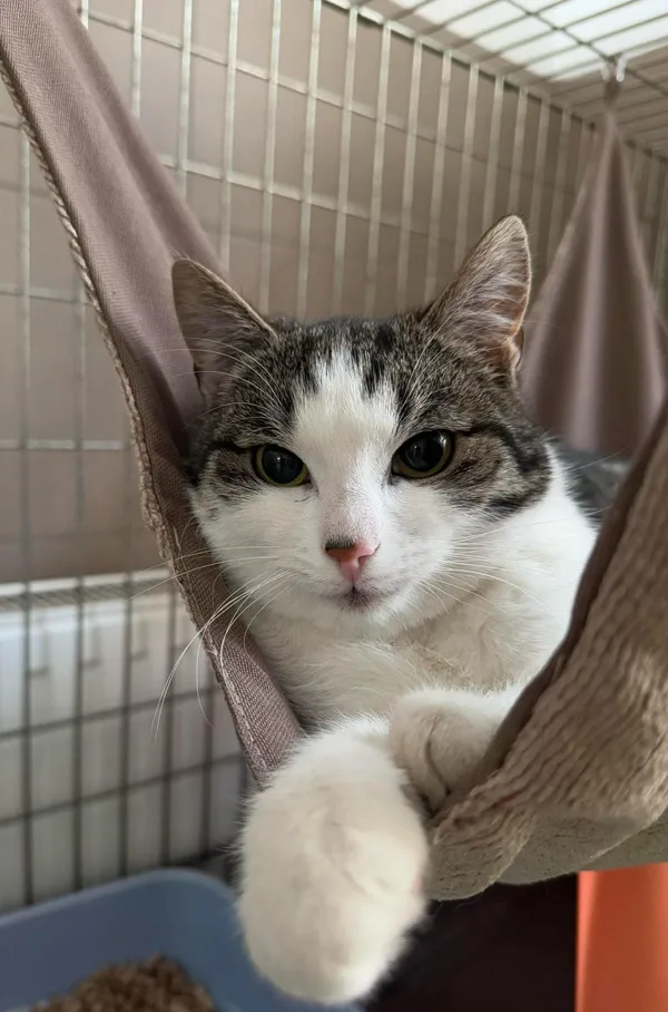 Kot do adopcji, Bydgoszcz, 16 kwietnia 2025 (1/2)