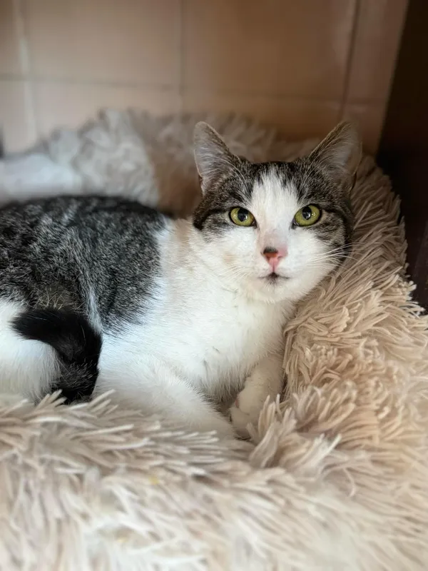 Kot do adopcji, Bydgoszcz, 16 kwietnia 2025 (2/2)