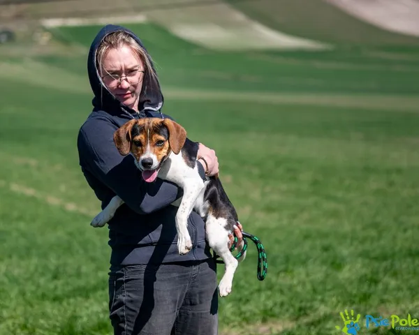 Znaleziono psa, Racławice, 1 kwietnia 2025 (4/5)