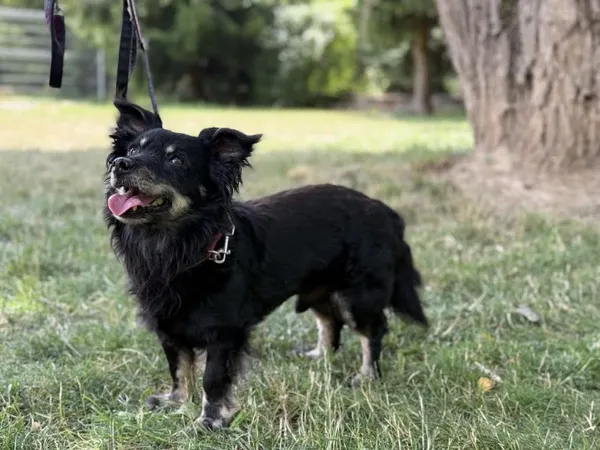 Pies do adopcji, Kraków, 19 marca 2025 (2/3)