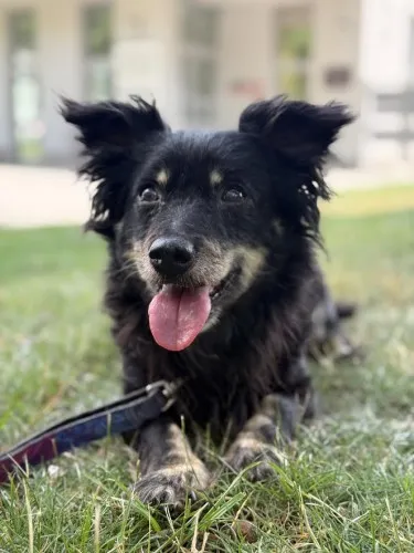 Pies do adopcji, Kraków, 19 marca 2025 (3/3)