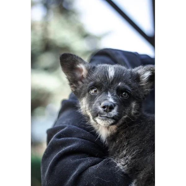 Znaleziono psa, Białystok, 3 kwietnia 2025 (2/3)