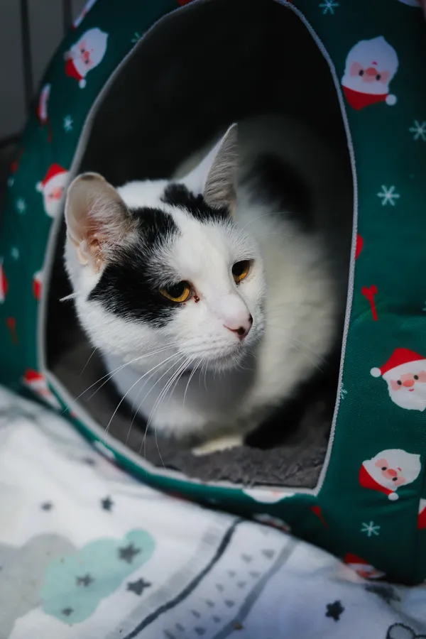 Znaleziono kota, Sosnowiec, 1 kwietnia 2025 (1/5)