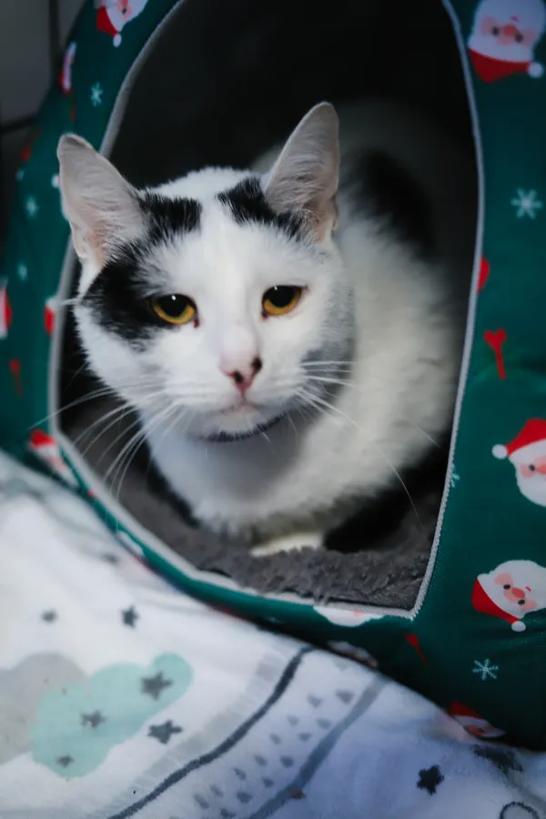 Znaleziono kota, Sosnowiec, 1 kwietnia 2025 (2/5)