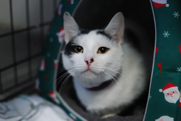 Znaleziono kota, Sosnowiec, 1 kwietnia 2025 (3/5)