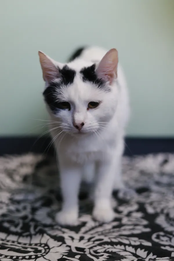 Znaleziono kota, Sosnowiec, 1 kwietnia 2025 (5/5)