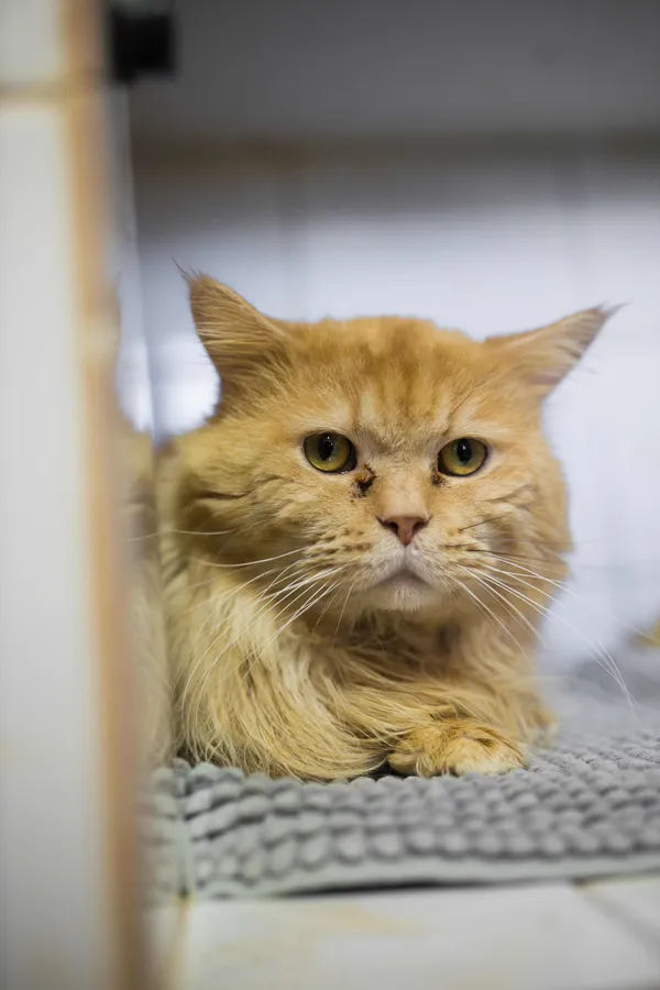 Kot do adopcji, Sosnowiec, 27 marca 2025 (1/5)