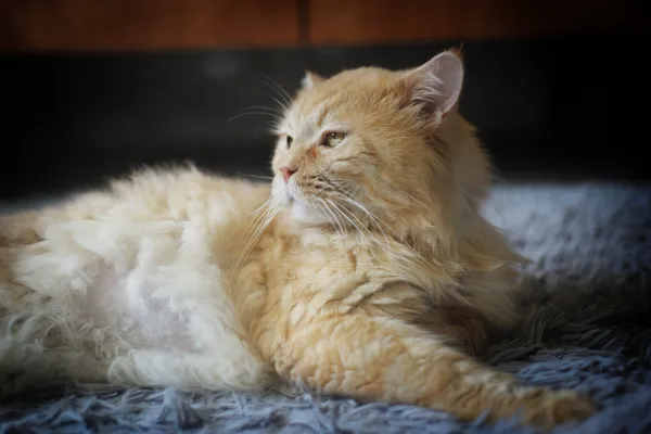 Kot do adopcji, Sosnowiec, 27 marca 2025 (4/5)