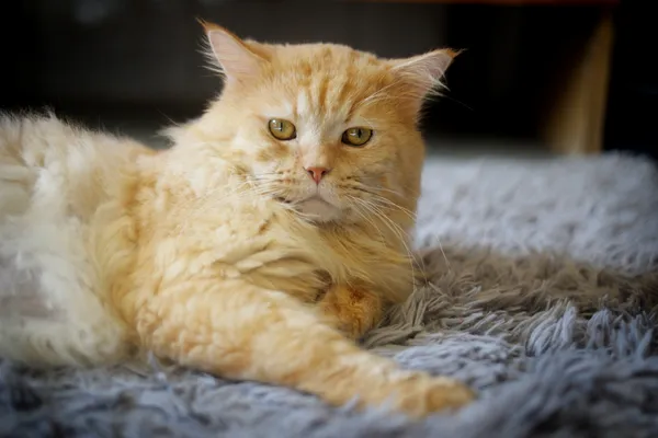 Kot do adopcji, Sosnowiec, 27 marca 2025 (5/5)