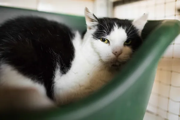 Kot do adopcji, Sosnowiec, 8 lutego 2025 (1/4)