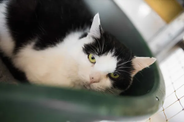 Kot do adopcji, Sosnowiec, 8 lutego 2025 (2/4)