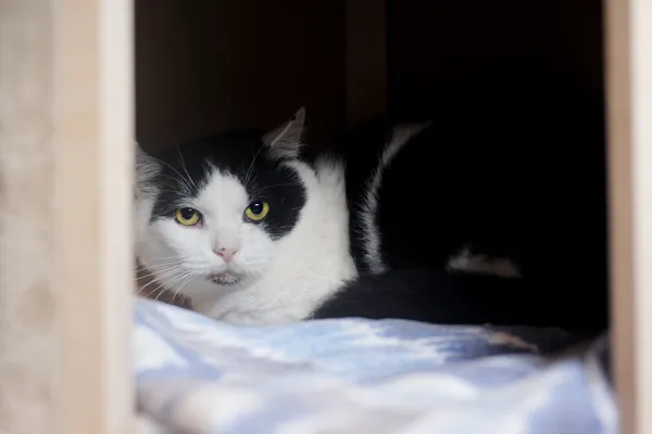 Kot do adopcji, Sosnowiec, 8 lutego 2025 (3/4)