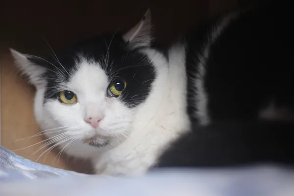 Kot do adopcji, Sosnowiec, 8 lutego 2025 (4/4)