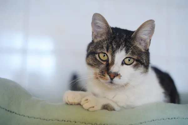 Kot do adopcji, Sosnowiec, 14 lutego 2025 (4/5)