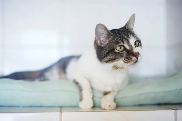 Kot do adopcji, Sosnowiec, 14 lutego 2025 (5/5)