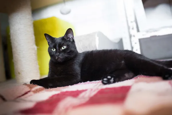 Kot do adopcji, Sosnowiec, 29 marca 2024 (4/5)