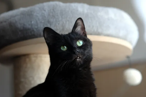 Kot do adopcji, Sosnowiec, 29 marca 2024 (5/5)