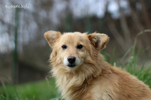 Pies do adopcji, Bydgoszcz, 12 maja 2025 (1/5)