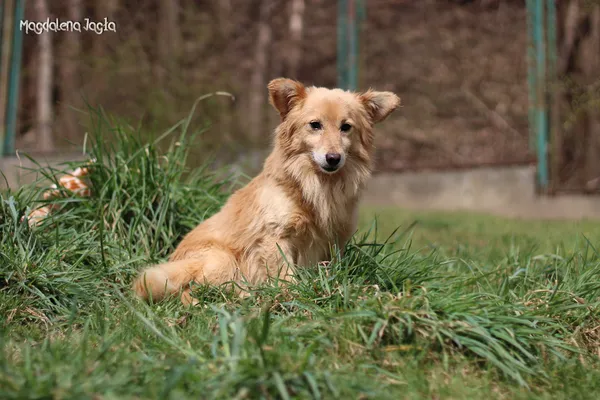 Pies do adopcji, Bydgoszcz, 12 maja 2025 (3/5)