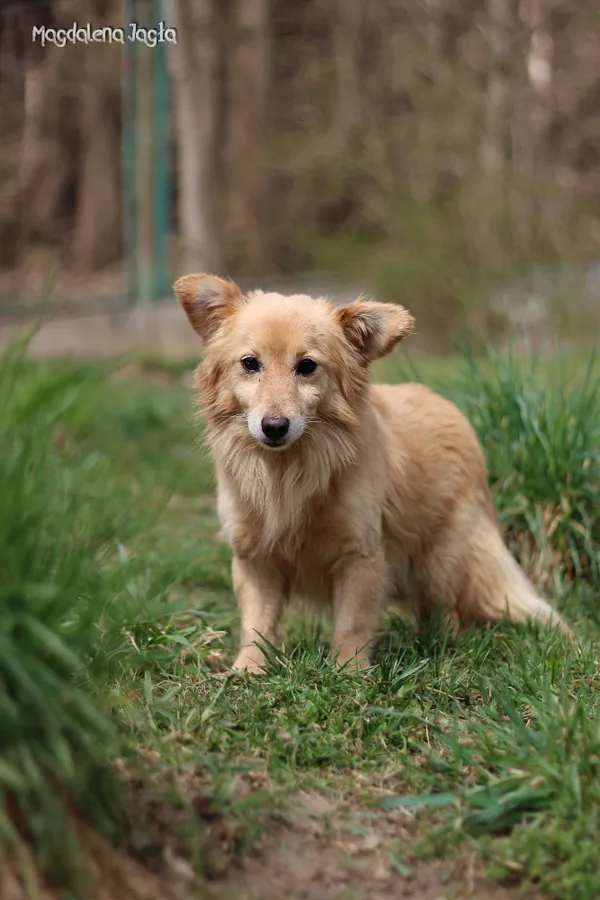 Pies do adopcji, Bydgoszcz, 12 maja 2025 (4/5)