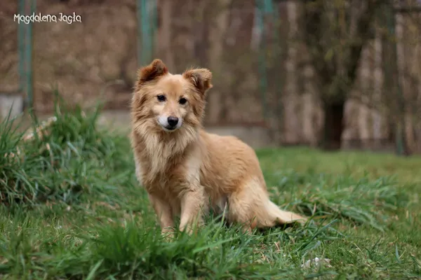 Pies do adopcji, Bydgoszcz, 12 maja 2025 (5/5)