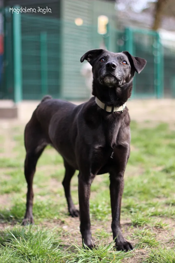 Pies do adopcji, Bydgoszcz, 3 kwietnia 2025 (2/5)