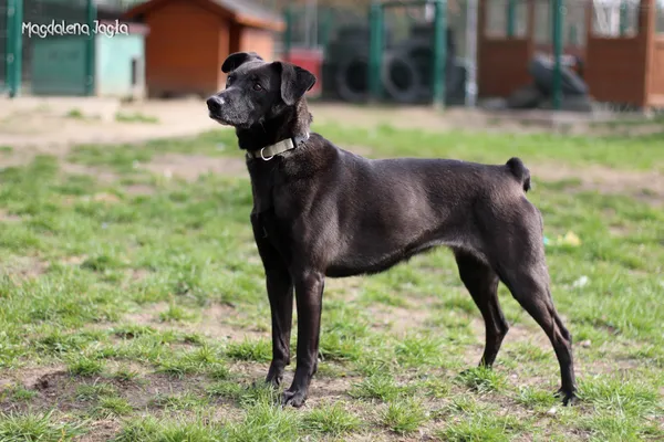 Pies do adopcji, Bydgoszcz, 3 kwietnia 2025 (3/5)