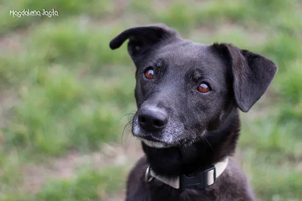Pies do adopcji, Bydgoszcz, 3 kwietnia 2025 (4/5)
