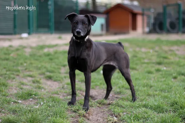 Pies do adopcji, Bydgoszcz, 3 kwietnia 2025 (5/5)