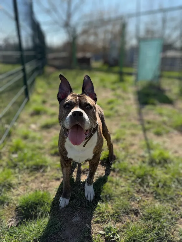Pies do adopcji, Bydgoszcz, 3 kwietnia 2025 (1/5)