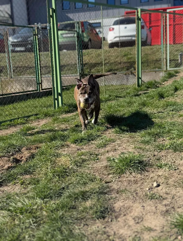 Pies do adopcji, Bydgoszcz, 3 kwietnia 2025 (2/5)